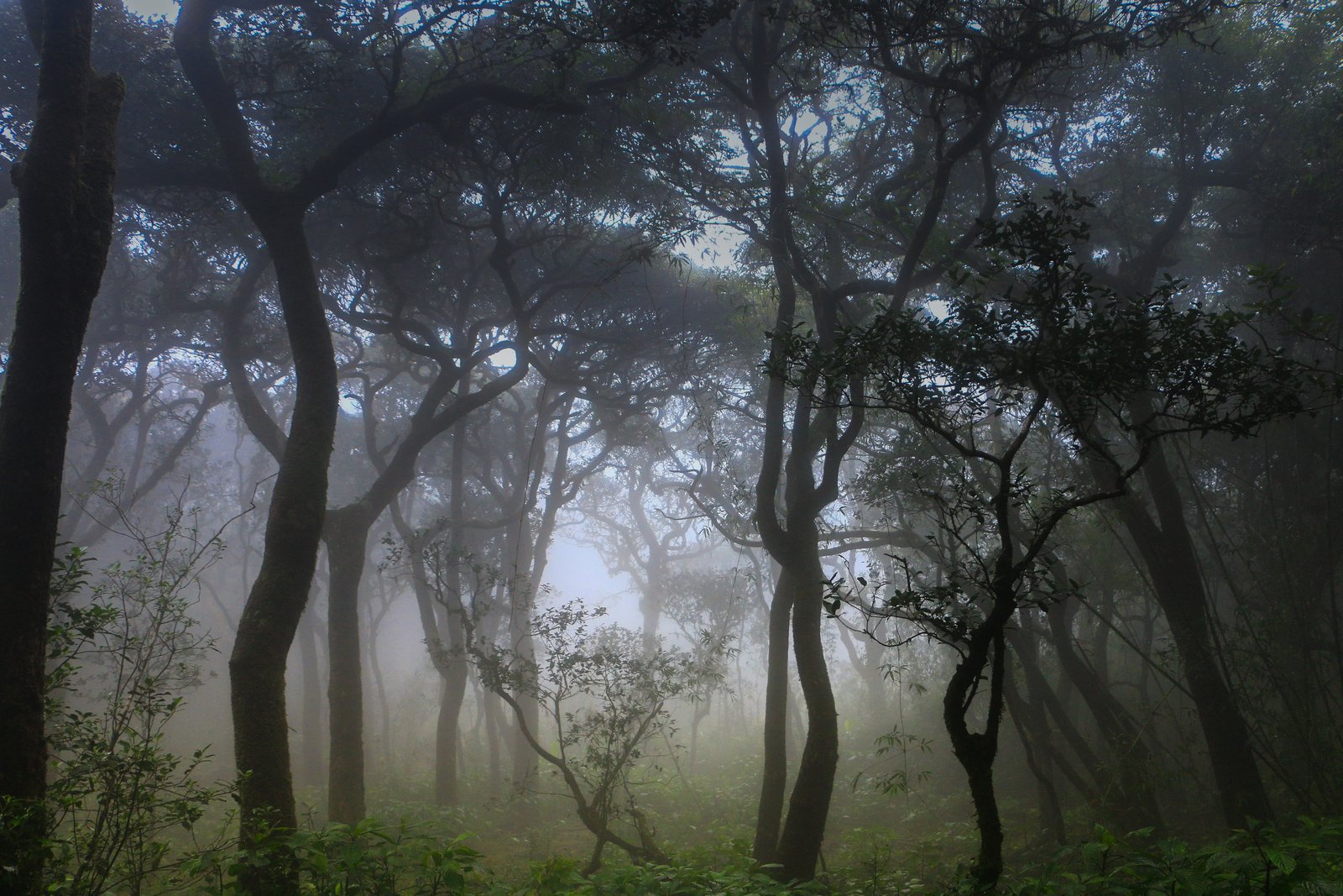 Cloud forest of Sri Lanka's central highlands
