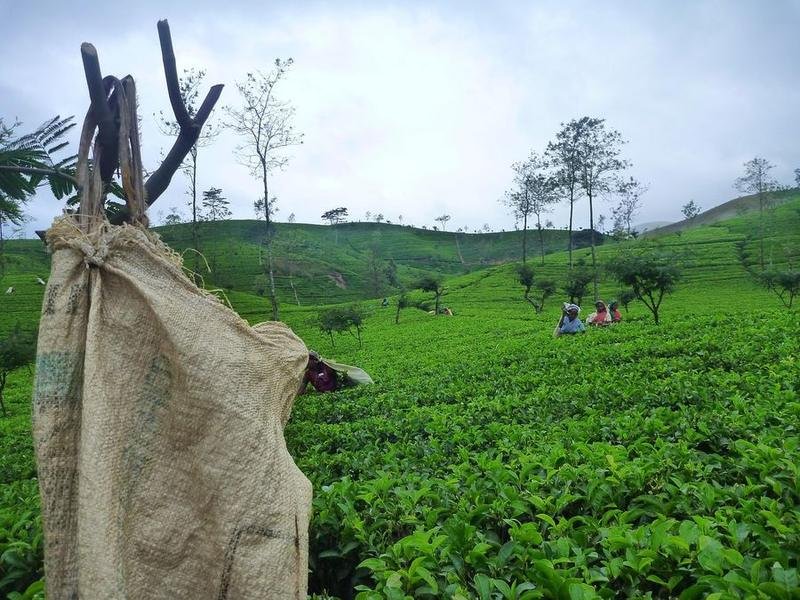 Tea bushes on rolling hills in Sri Lanka's tea country